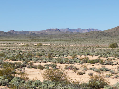 desert playa vegetation