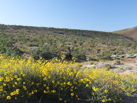 sunflowers in Central desert