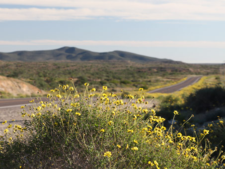 girasoles en la carretera