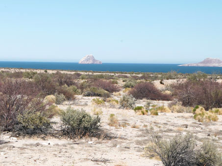 vegetación de la costa del golfo