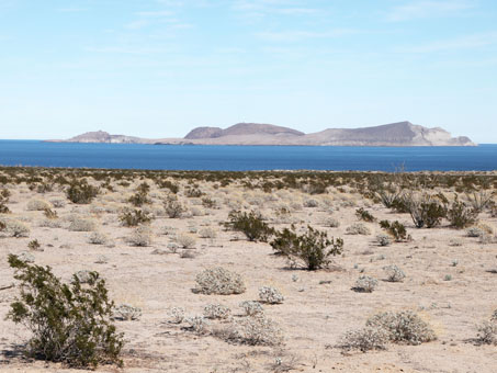 vegetación de la costa del golfo