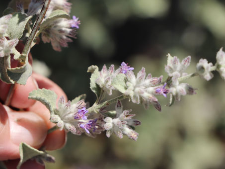 desert lavender flowers