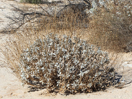 Brittlebush plant