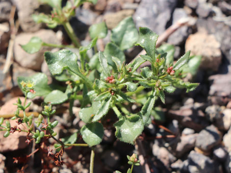 San Felipe Buckwheat plant