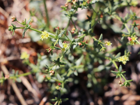 flores de San Felipe Buckwheat