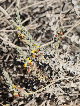 flores de Errazurizia megacarpa