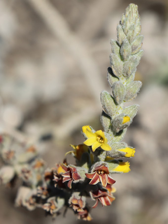 flores de Errazurizia megacarpa