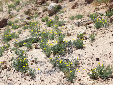 Pygmy Gold-Poppy