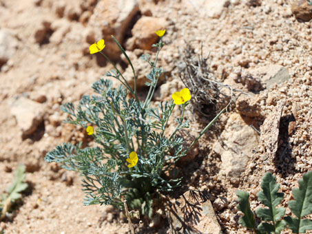 Pygmy Gold-Poppy