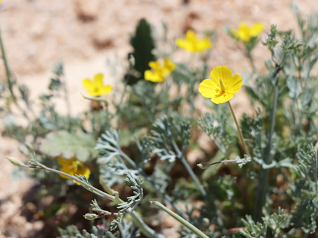 Pygmy Gold-Poppy