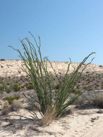 Ocotillo plant