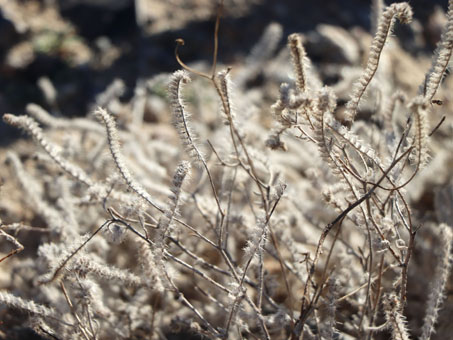 dry Cryptantha plants 