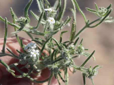 flores de nievitas