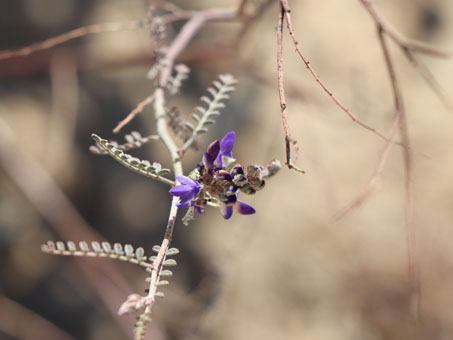 flor de Marina parryi