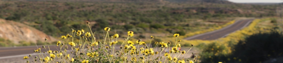 sunflowers along the highway