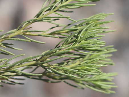 Peucephyllum schottii leaves