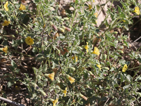 Flowering Groundcherry plant