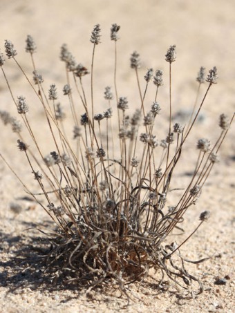 Wooly Plantain plant