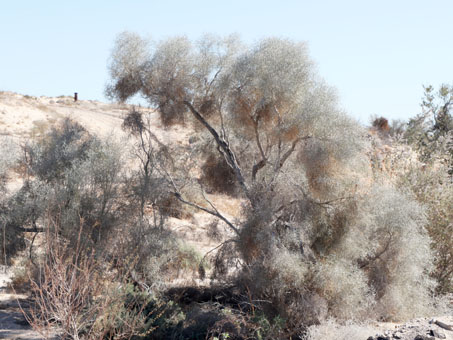 Palo cenizo en el arroyo