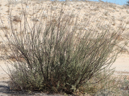 Cat´s claw acacia plant