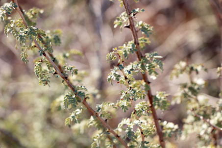 Cat´s claw acacia leaves