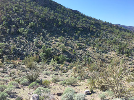 hillside vegetation