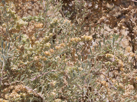 Slender-leaf saltbush