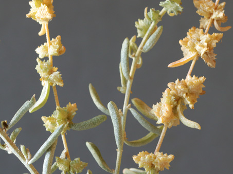 Closeup image of the bracts and leaves of Atriplex linearis