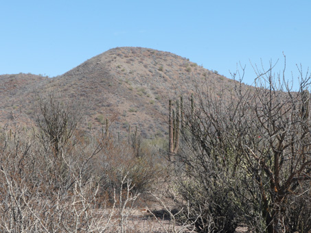 Desert plain with dense vegetation, most of it leafless