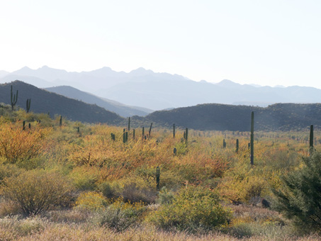 Un valle desértico donde los arbustos y árboles tienen hojas que se vuelven anaranjadas y amarillas