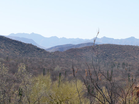 Un valle desértico donde los arbustos y árboles parecen grises por la falta de hojas.