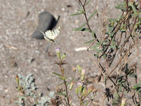 Great southern white butterfly about to land on Palafoxia linearis flowers