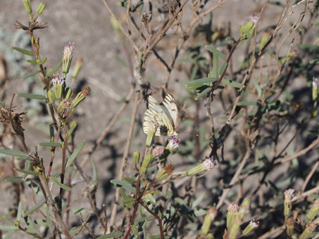 Una Mariposa Blanca Gigante de Baja California chupa las flores de Palafoxia linearis flowers