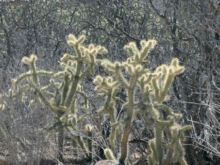 El sol brilla por las espinas de una cholla barbona