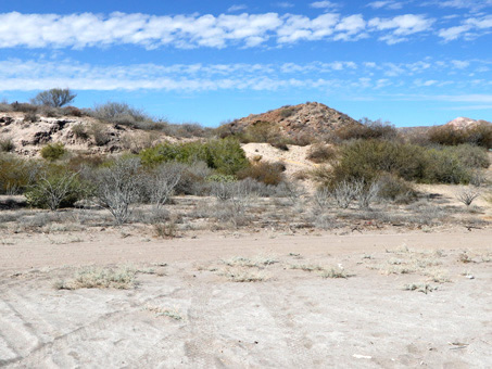 Sparsely vegetated beach dune