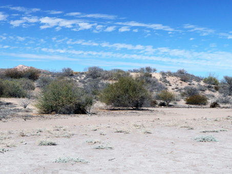 Sparsely vegetated beach dune