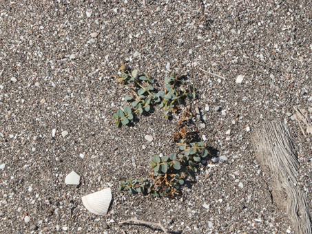 Small-seed sandmat plant sprouting out the the sand