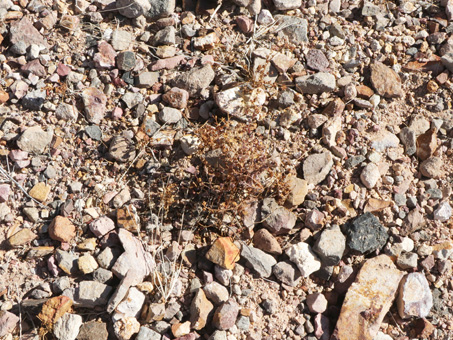 Shriveled up sandmat plant