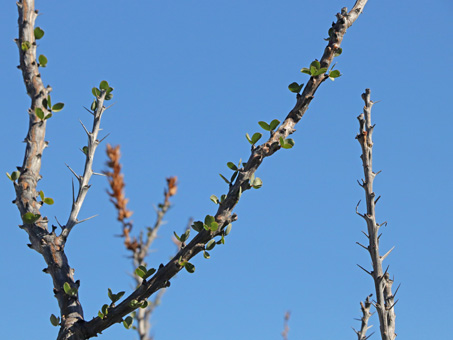 Palo Adán starting to sprout leaves