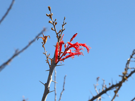 las flores tubulares escarlatas de Palo Adán