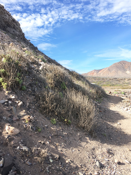 Coast Hofmeisteria en la base de un acantilado costera