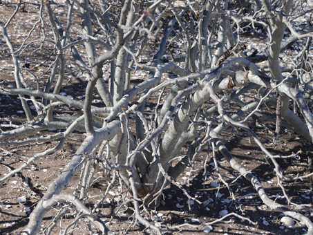 Las ramas desnudas de Jatropha cinerea