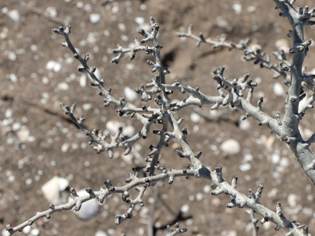 Bare, knobby branches of Jatropha cuneata