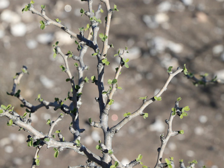 Nuevas hojas brotan en las ramas nudosas de Matacora (Jatropha cuneata)