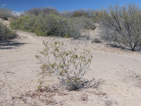 A struggling Creosotebush