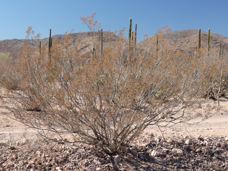 Drought-stressed Creosote bush