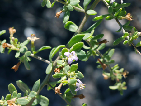 Lavender tubular flowers of Common Desert Thorn