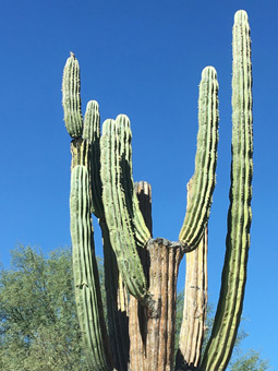 Cardón cactus with Kestrel on top of branch