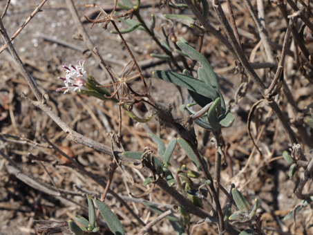 Flores y hojas de Palafoxia linearis