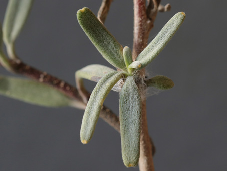 Primer plano de las hojas densamente peludas de Palafoxia linearis